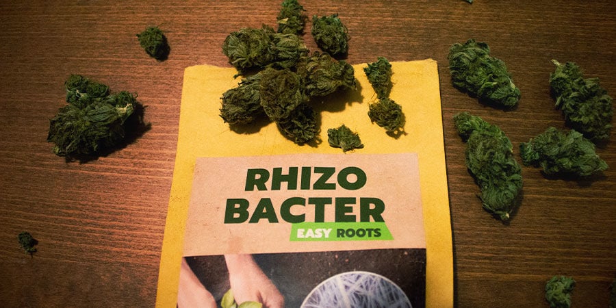 How Do Rhizobacteria Promote Cannabis Growth?