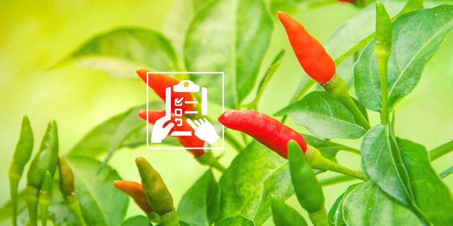 Growing Peppers For Beginners: Plan Your Grow