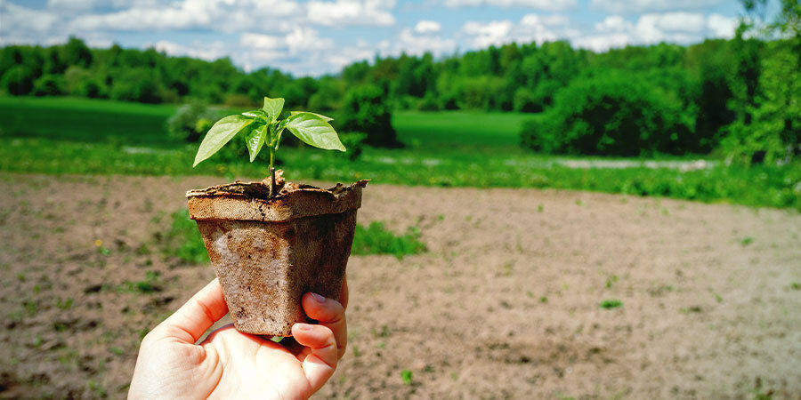 Growing Peppers For Beginners: Harden Off Seedlings