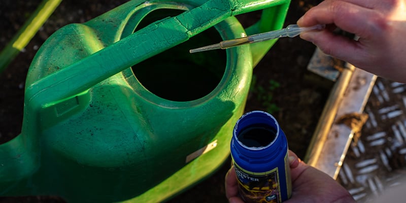 Chilli plant care: Watering, feeding, and general care