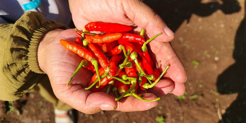 When and how to harvest chillies