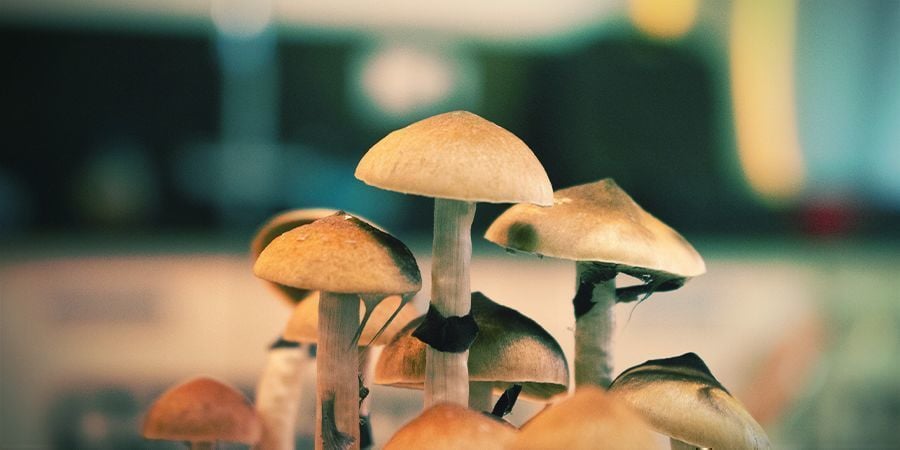 Magic Mushrooms: Is Fresh Best?