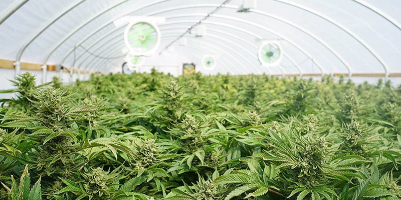 5. Cannabis Grower
