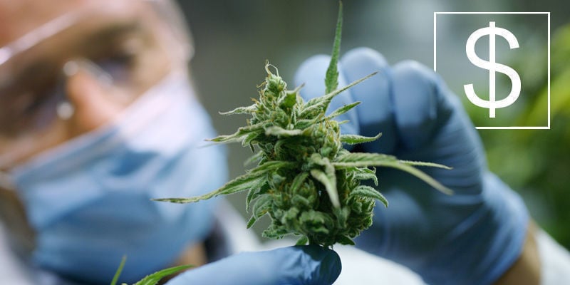 What’s The Highest-paying Job In Cannabis?