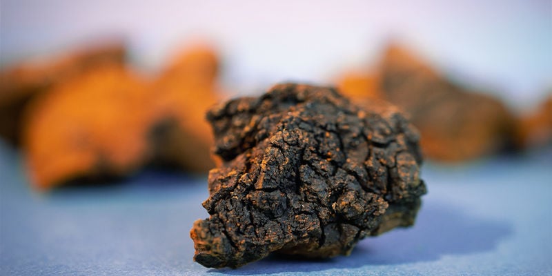 What Does Chaga Look Like?