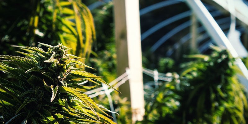 How to Use Light Deprivation to Control Cannabis Flowering: Outdoors
