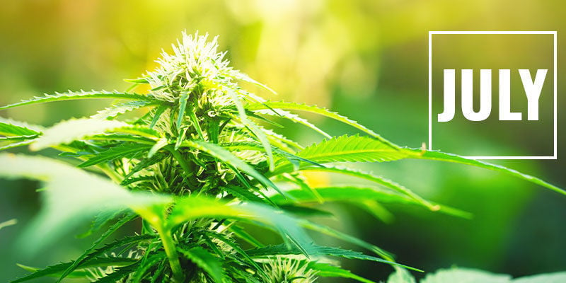 Control Cannabis Flowering With Light Deprivation: When to Start Light Deprivation?