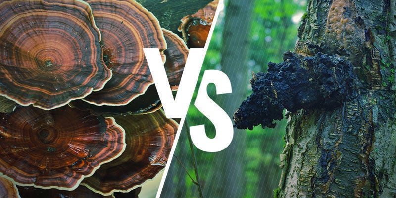 How Reishi Compare to Other Adaptogenic Mushrooms