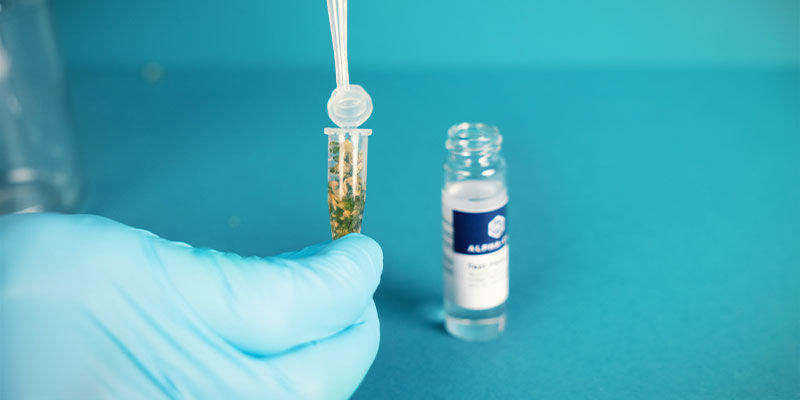 Alpha-Cat Cannabinoid Test Mini Kit: Extract The Cannabinoids Into The Liquid