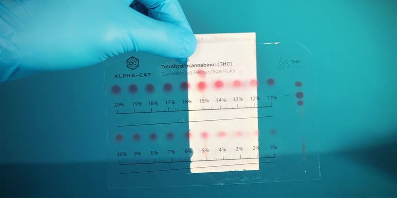 Which Cannabinoids Can Be Detected By The Alpha-Cat Cannabinoid Test Mini Kit?