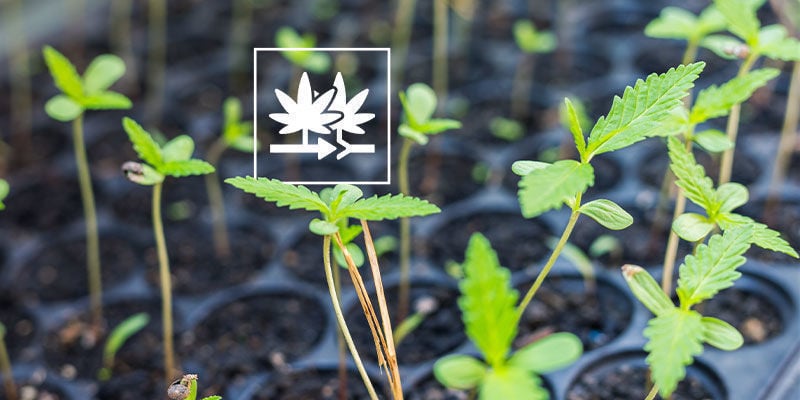 Why Grow Regular Cannabis Seeds?
