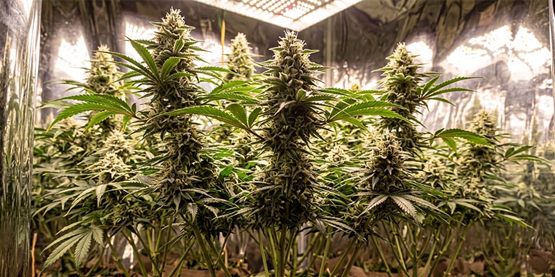 Mexican Sativa