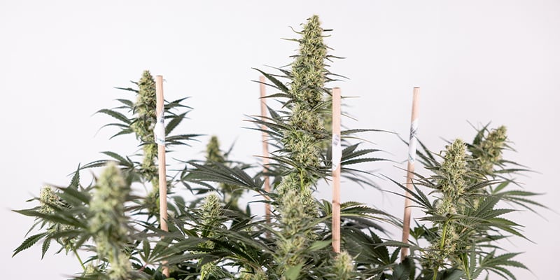 Regular seeds: a classic choice for serious growers