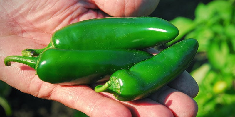 How and When To Pick Jalapeños