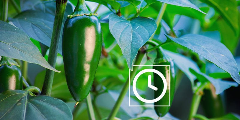 How Hot Are Jalapeño Peppers?