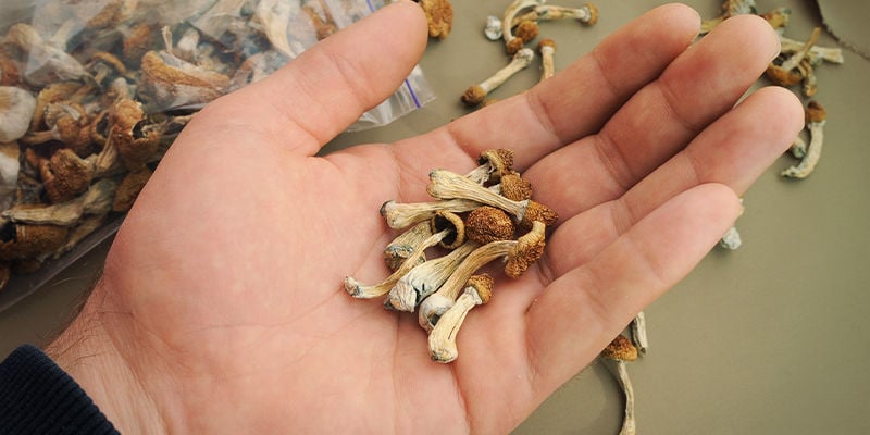 Differences In Strength Between Magic Mushrooms