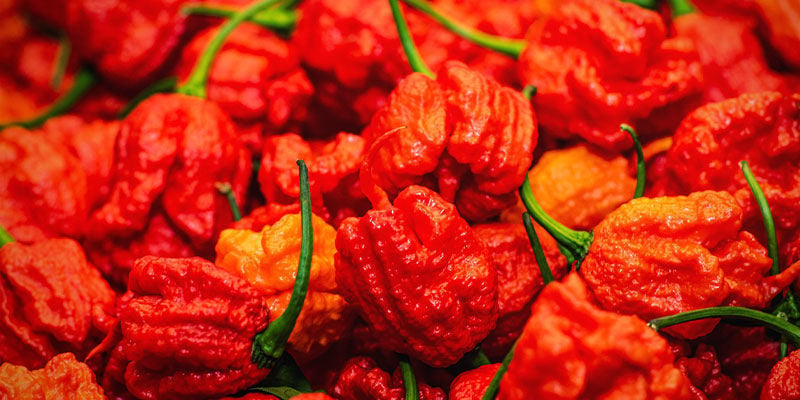 Hottest Peppers: Infinity Pepper 
