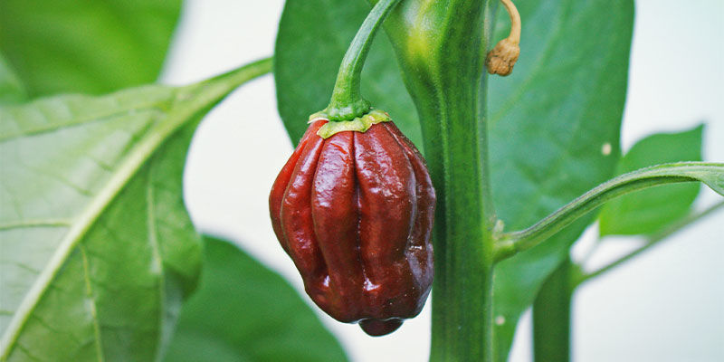 Hottest Peppers: Chocolate Bhutlah