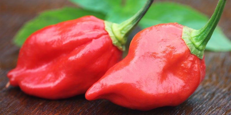 Hottest Peppers: Dorset Naga