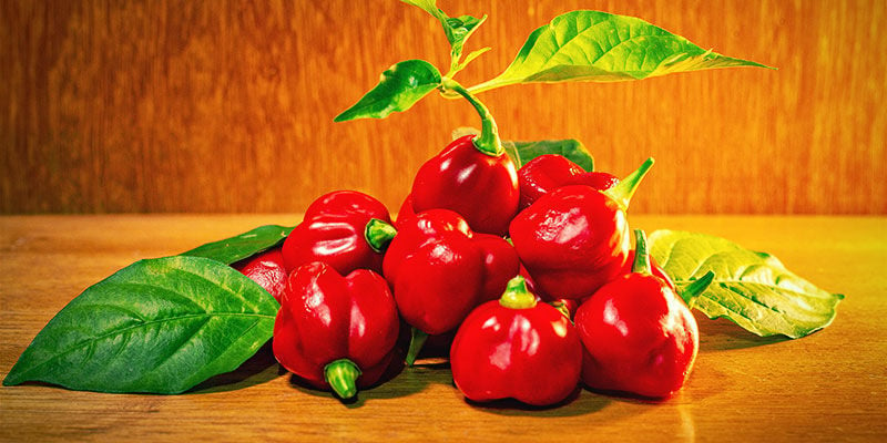Hottest Peppers: Trinidad Scorpion Butch T