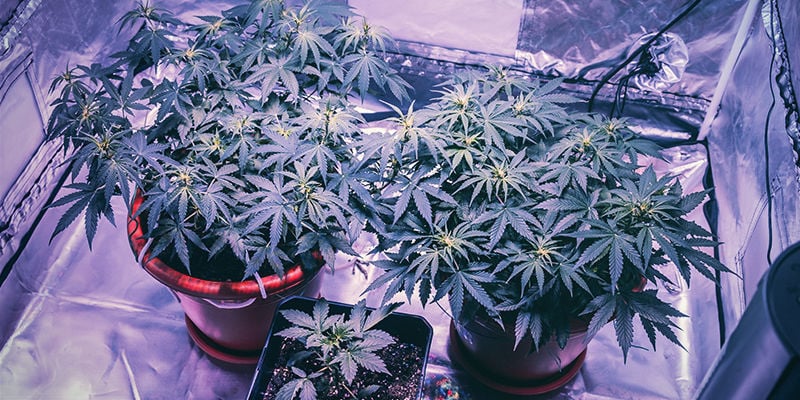 Should You Put Side Lights In Your Grow Tent?