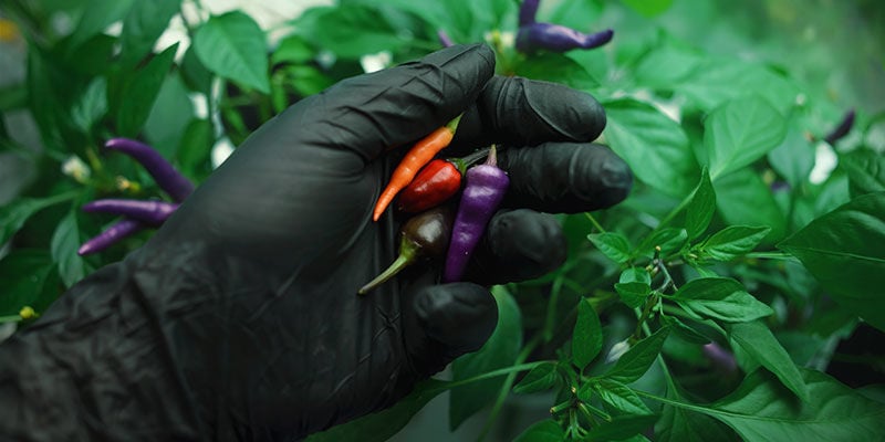 Hints and tips for hot pepper picking