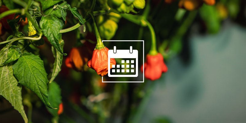What time of year do you harvest peppers?