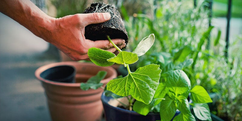 When to transplant hot pepper seedlings?