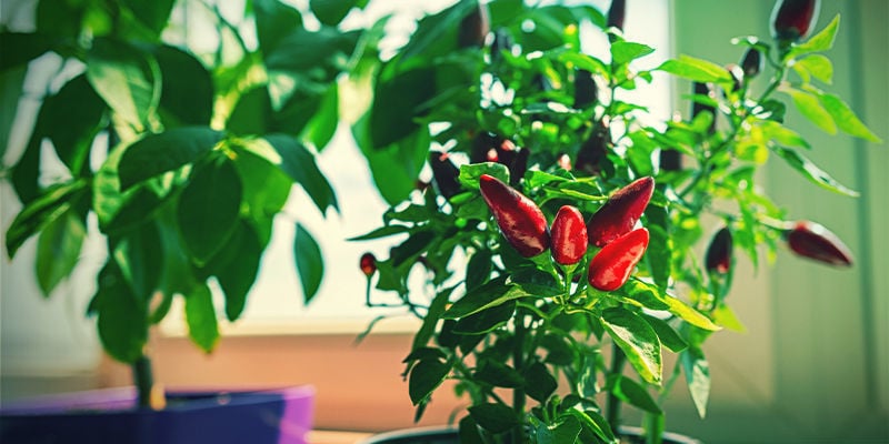 Why Should You Grow Hot Peppers Indoors?
