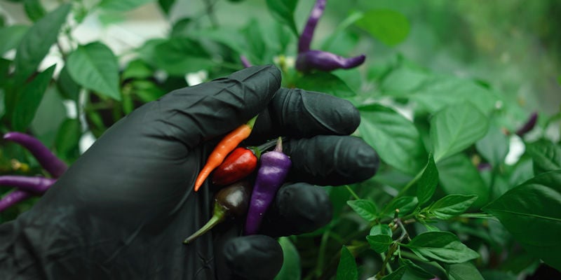When to pick peppers or chilies