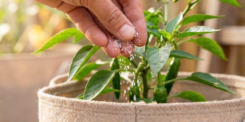 A note on Epsom salt