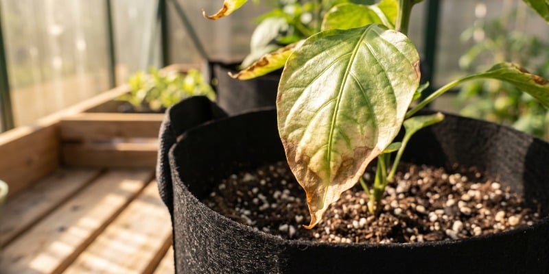Hot pepper fertilising tips