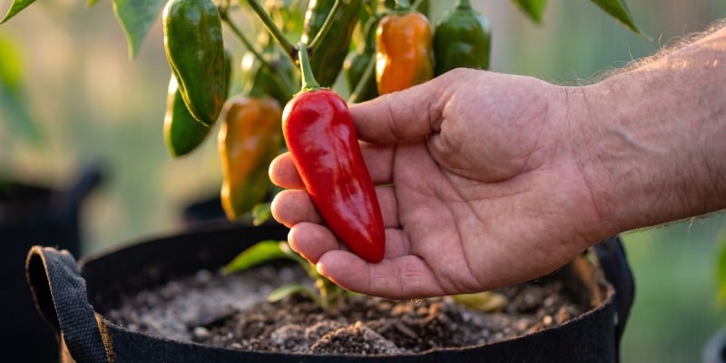 Feeding and spiciness: Can fertiliser affect heat?