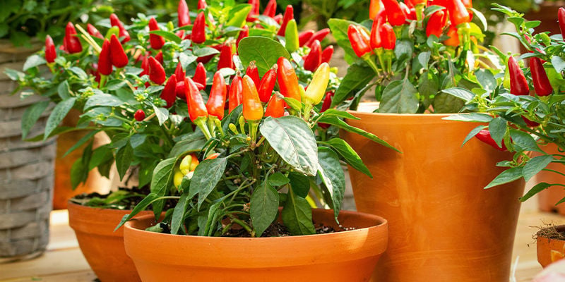 What Do You Need To Grow Hot Peppers Outdoors?