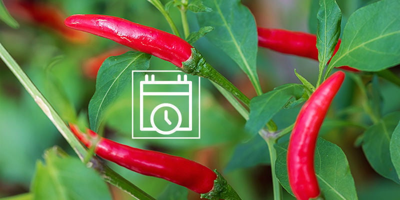 When Should You Start Growing Outdoor Hot Pepper Plants?