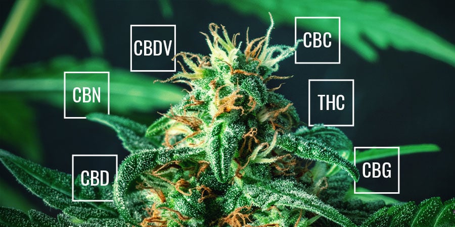 Which Cannabinoids Are Present In Weed?