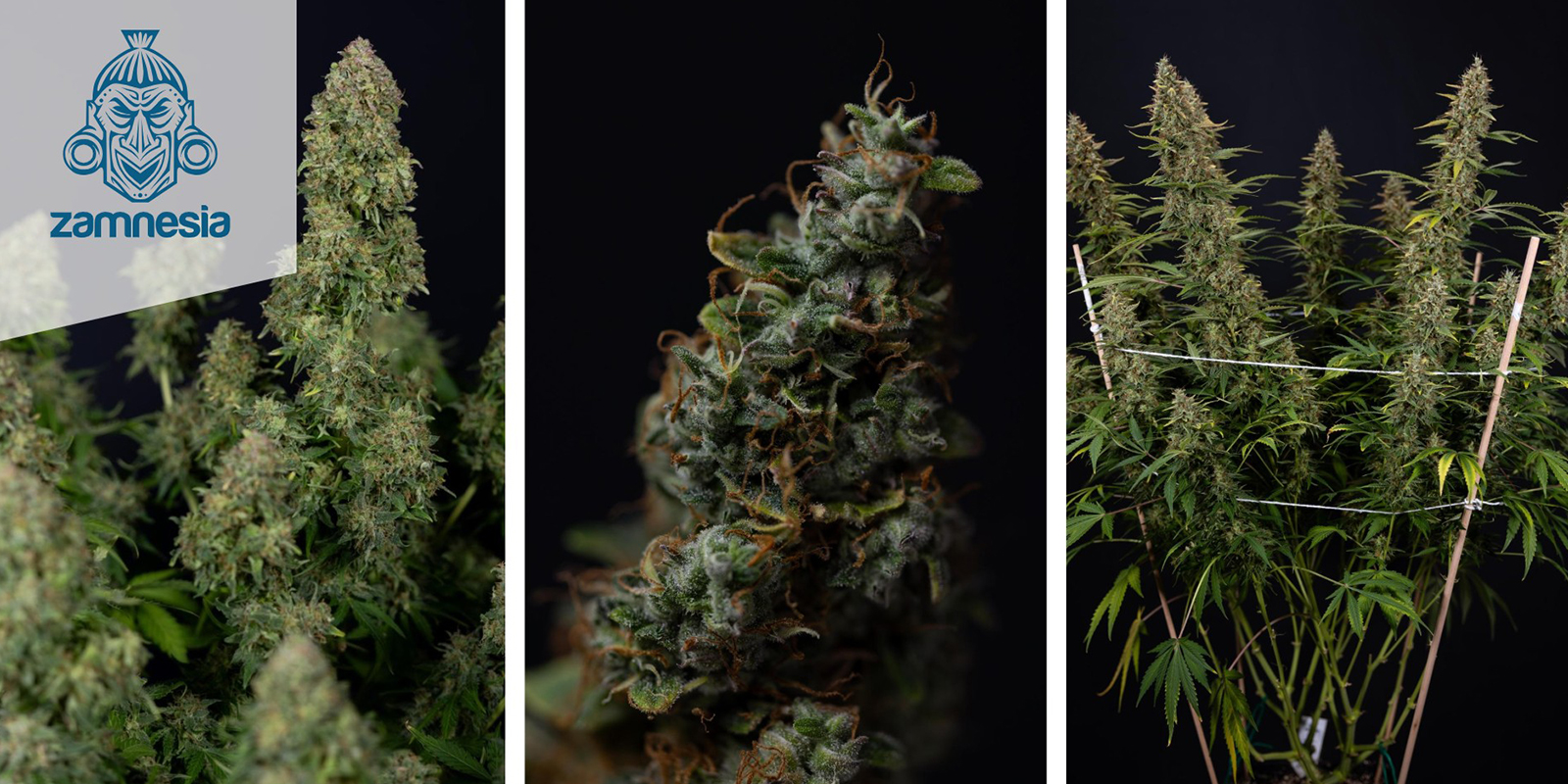 Ghost Train Haze Autoflower Ghost Train Haze Autoflower