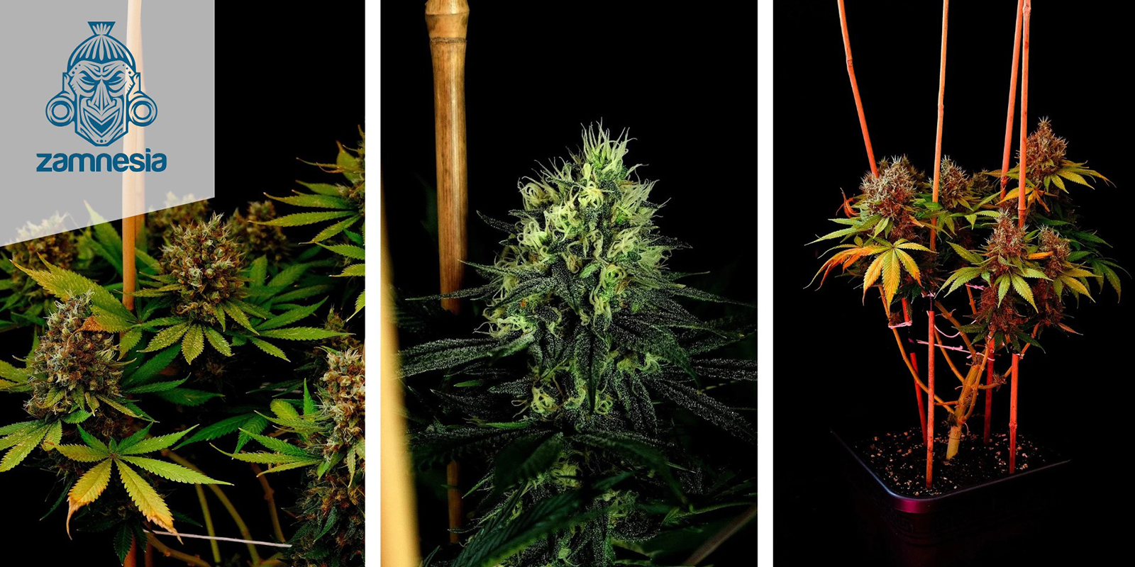 Kalini Asia Feminized Kalini Asia Feminized