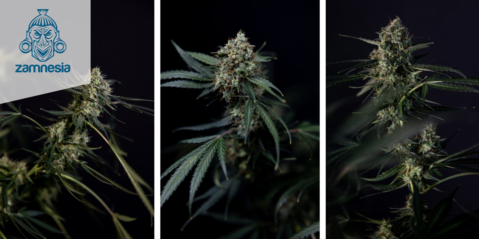 Lemon Cherry Gelato Autoflower Lemon Cherry Gelato Autoflower