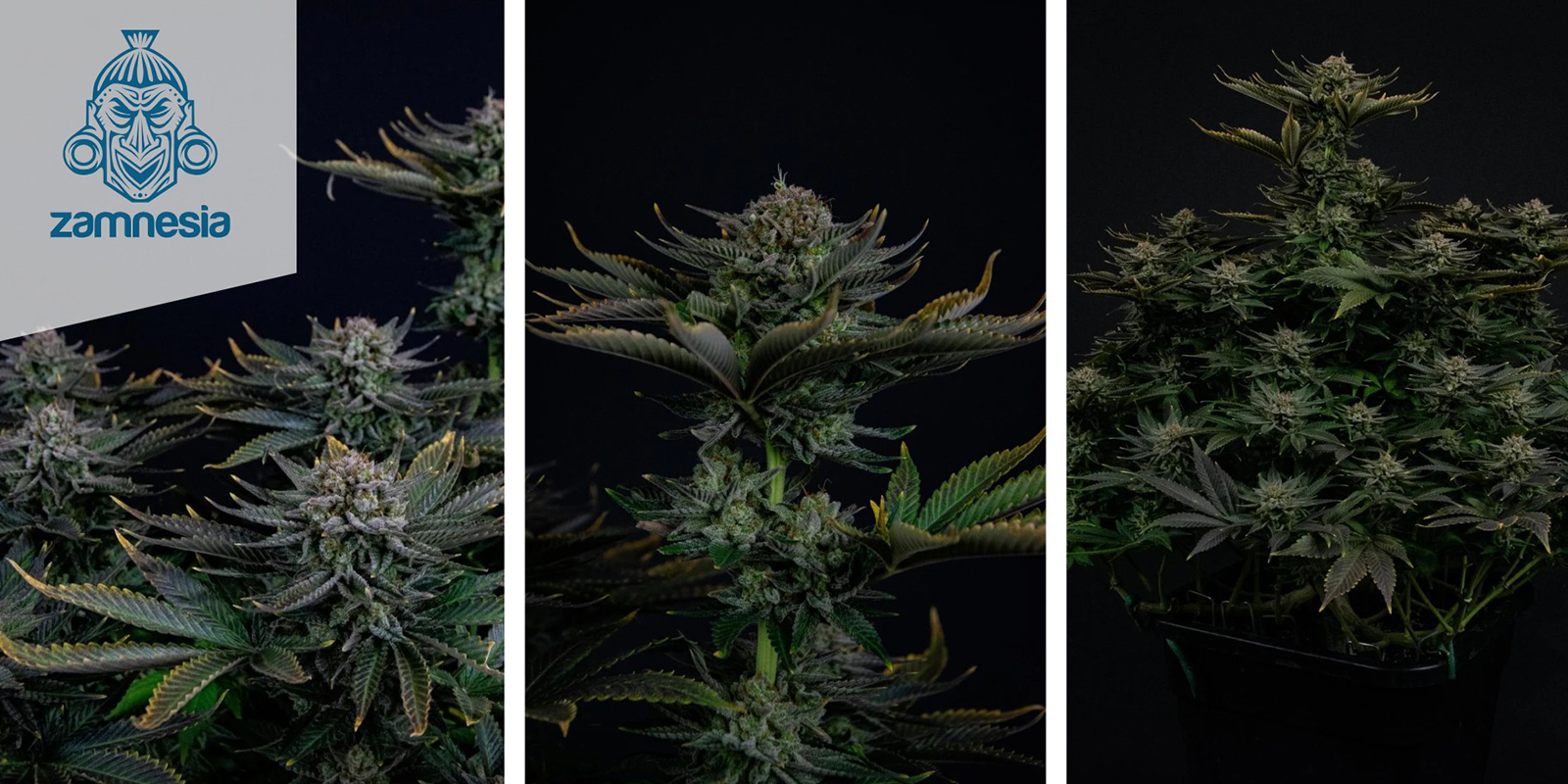 Runtz Feminized Runtz Feminized