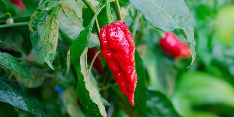 Be In Control Of Your Hot Pepper Plants