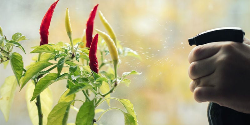 How To Use Natural Pesticides On Chilli Plants
