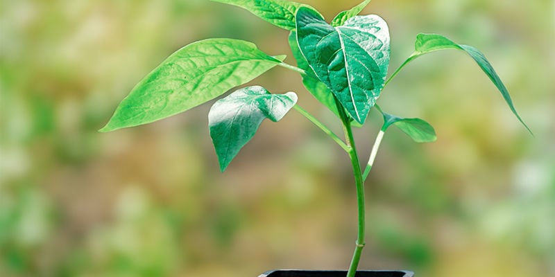 Tips For Successful Pepper Cloning