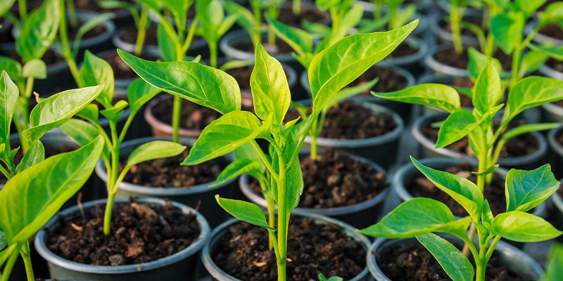 Why Clone Hot Pepper Plants?