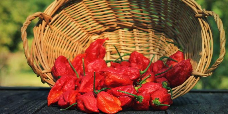 What Peppers Are Best For Making Homemade Hot Sauce?