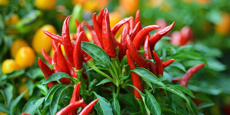 Overwintering chilli plants: Is it worth it?
