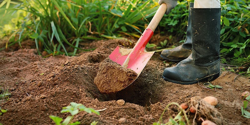 What about in-ground pepper plants?