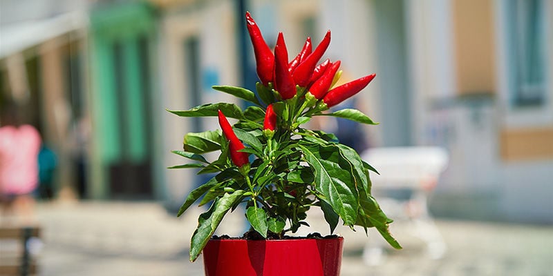 Why should you overwinter chilli plants?