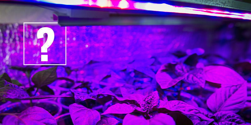 Should You Use Grow Lights For Chilli Peppers?