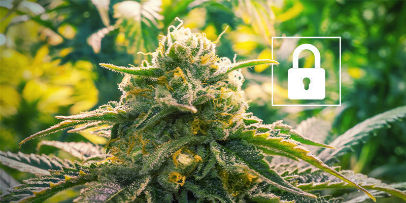Is HHC safe?